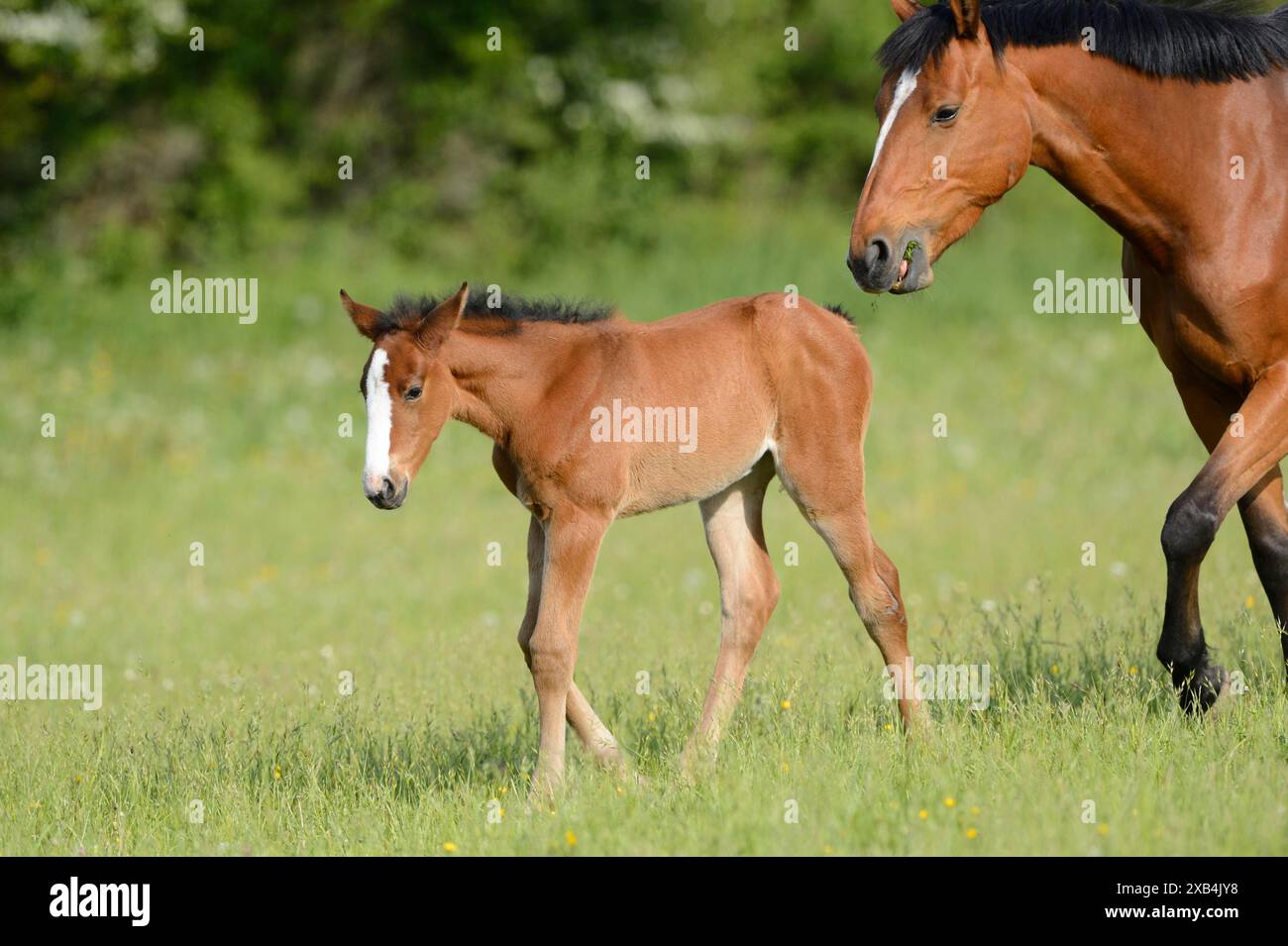 Un poulain et un cheval adulte Bavarian Warmblood sur une prairie verte, Bavière Banque D'Images