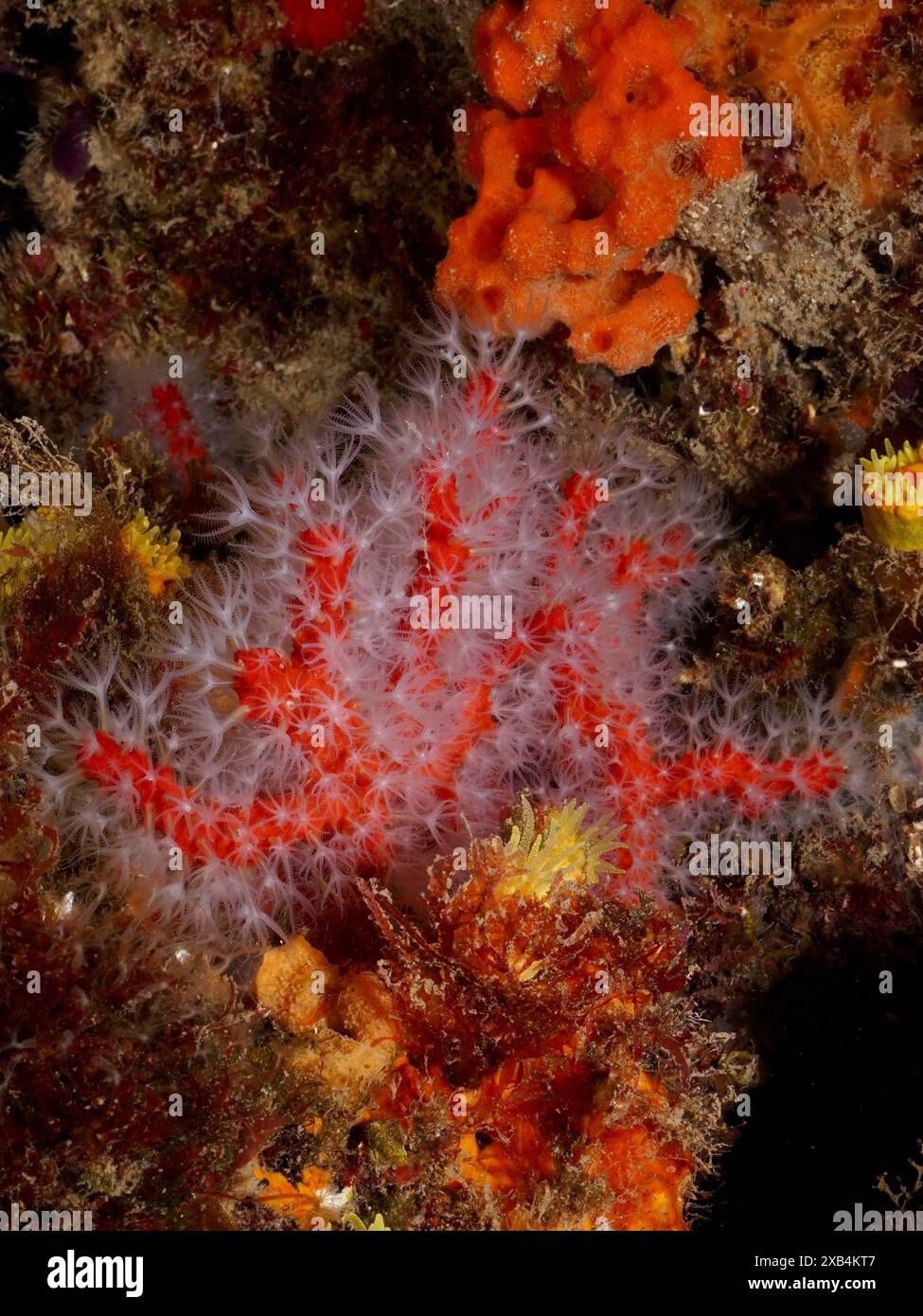 Image sous-marine détaillée montrant des structures de corail rouge et blanc vif, corail rouge (Corallium rubrum), dans un environnement marin naturel. Site de plongée Banque D'Images