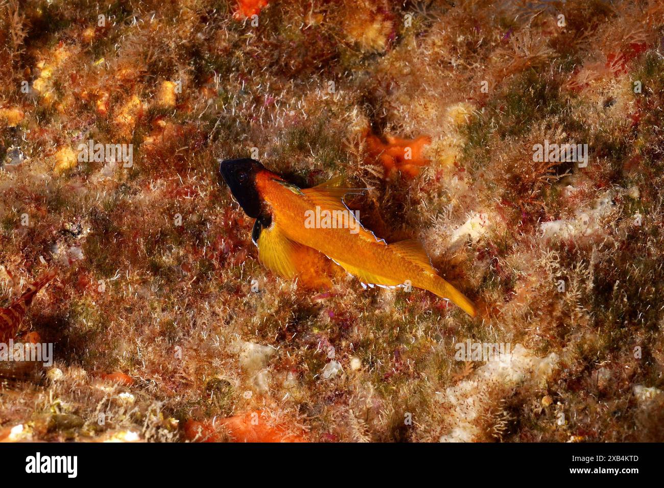 Photographie sous-marine de Blenny à face noire (Tripterygion delaisi), colorée pendant la saison des accouplements, sur un rocher. Site de plongée réserve marine Cap de Creus Banque D'Images