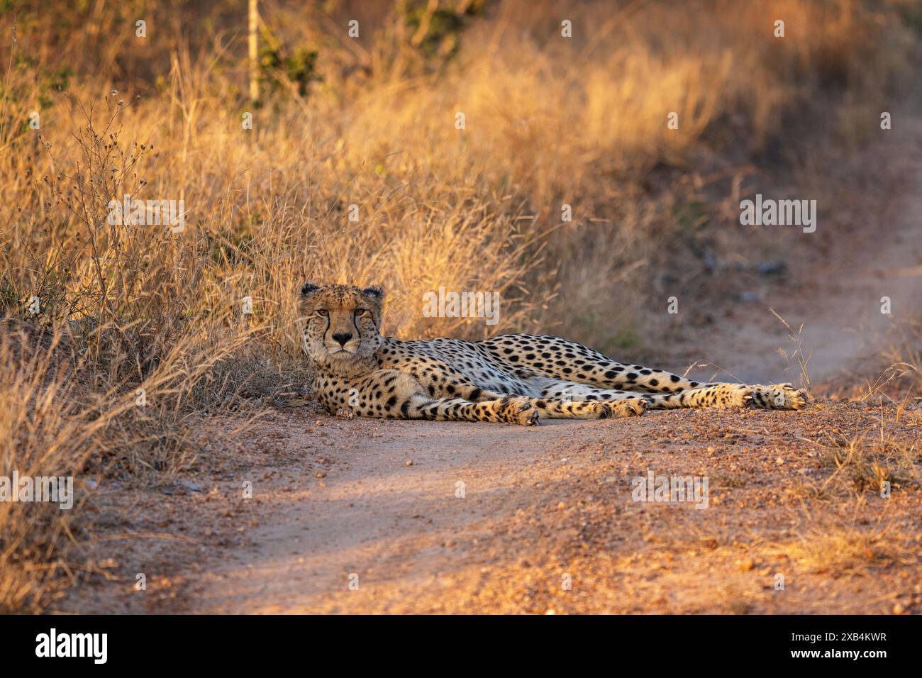 Belle guépard femelle du sud-est africain (Acinonyx jubatus jubatus) se prélassant au bord de la route dans la réserve naturelle privée de Timbavati, Afrique du Sud Banque D'Images