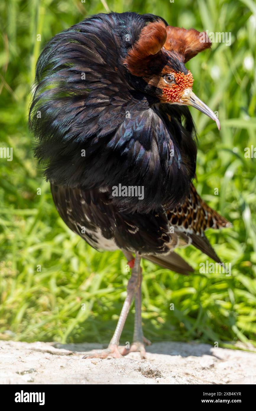 Gros plan d'un oiseau avec des plumes brunes et noires dans un pré, ruf (Calidris pugnax, Syn. : Philomachus pugnax) exposition de cour Banque D'Images