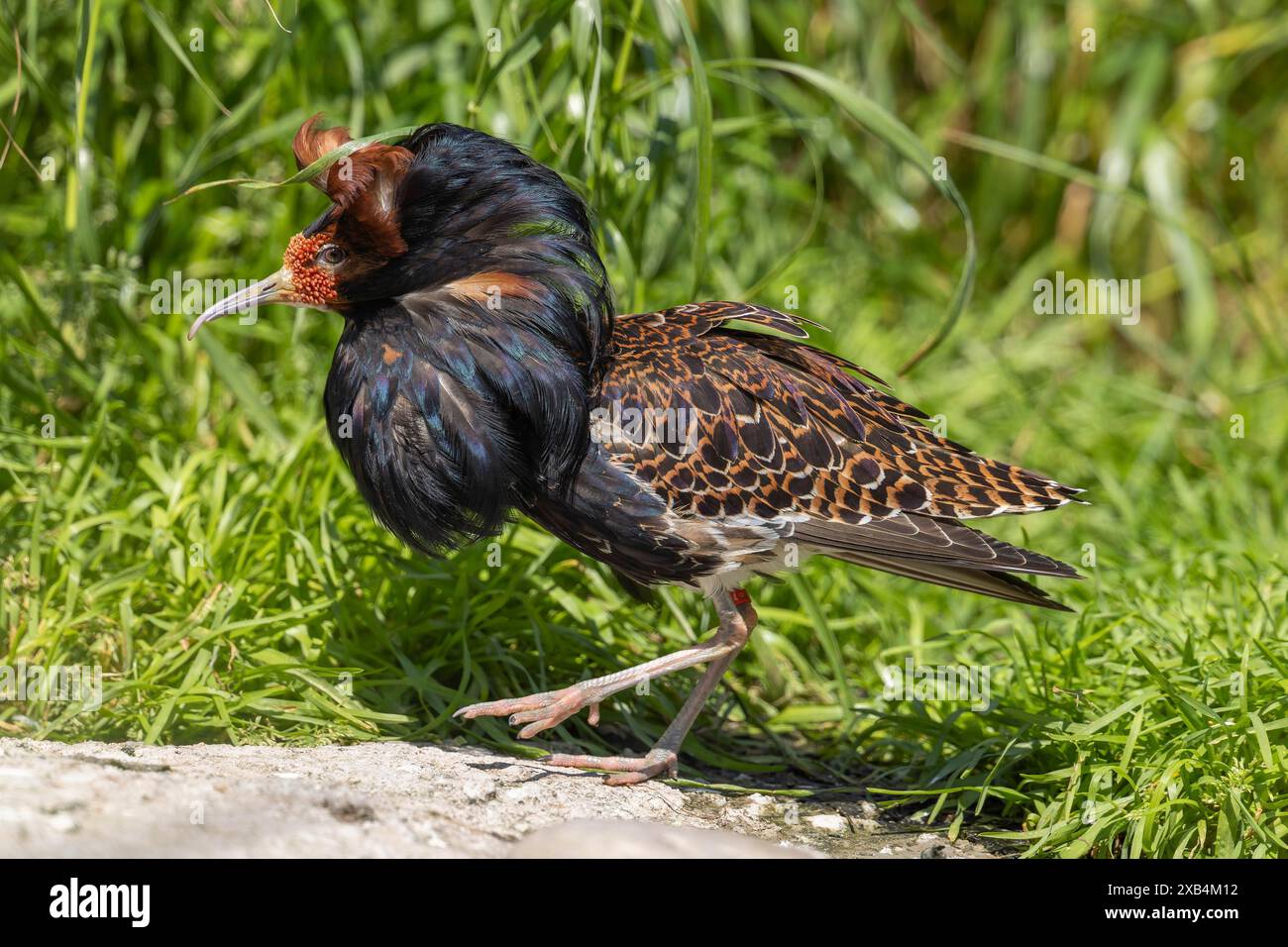 Un oiseau aux plumes brunes et noires dans un pré en été, ruf (Calidris pugnax, Syn. : Philomachus pugnax) exposition de cour Banque D'Images