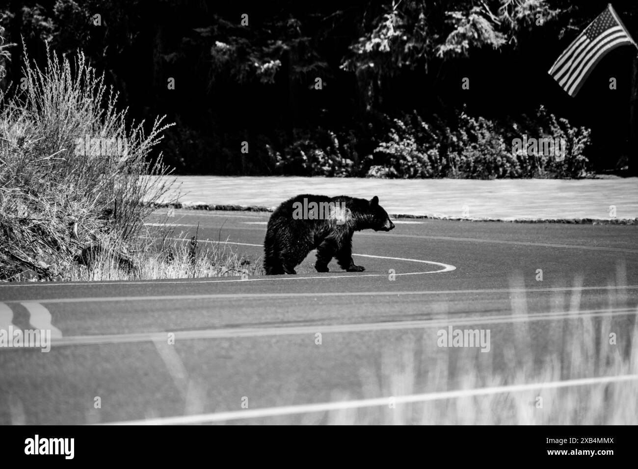 Un ours noir américain dans le parc national de Yellowstone. Banque D'Images