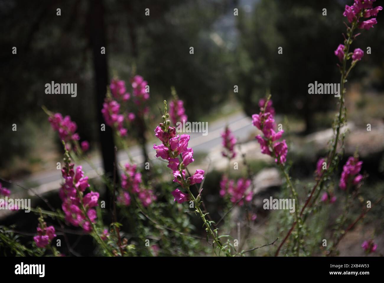 Grand Snapdragon, en latin Antirrhinum Majusa de la famille des Plantaginaceae, fleur sauvage prise dans la forêt de Jérusalem, Jérusalem. Banque D'Images