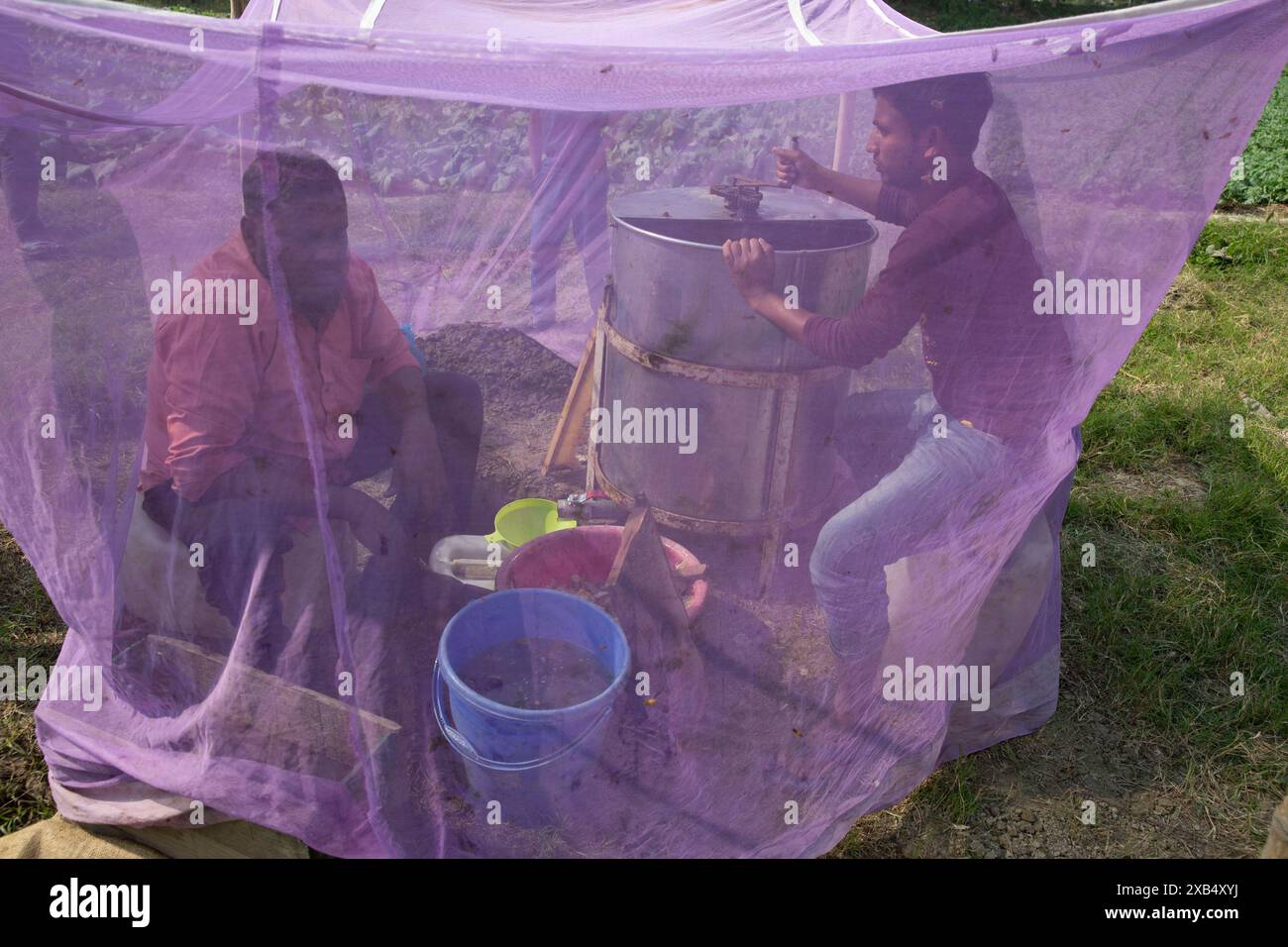 Agriculteurs travaillant dans une ferme d'abeilles mellifères sur un champ de moutarde à Sirajdikhan à Munshiganj, au Bangladesh. Banque D'Images