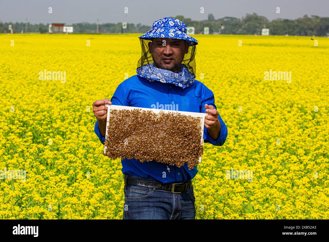 Un apiculteur tenant un cadre rempli de couvain d'abeilles à miel coiffé dans un champ de moutarde à Shirajdikhan, Munshiganj, Bangladesh. Banque D'Images