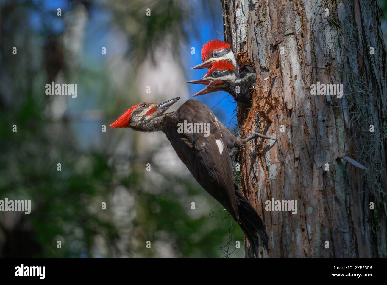 Pics mâles Pileated nourrissant ses poussins Banque D'Images