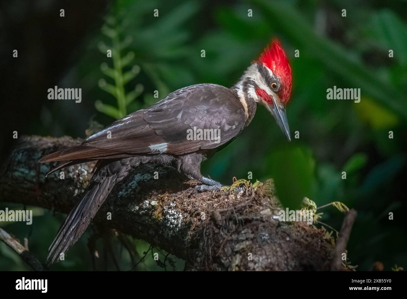 Pileated Woodpecker sur une bûche Banque D'Images
