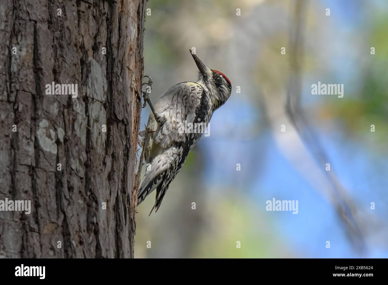 Pic maculé Banque D'Images