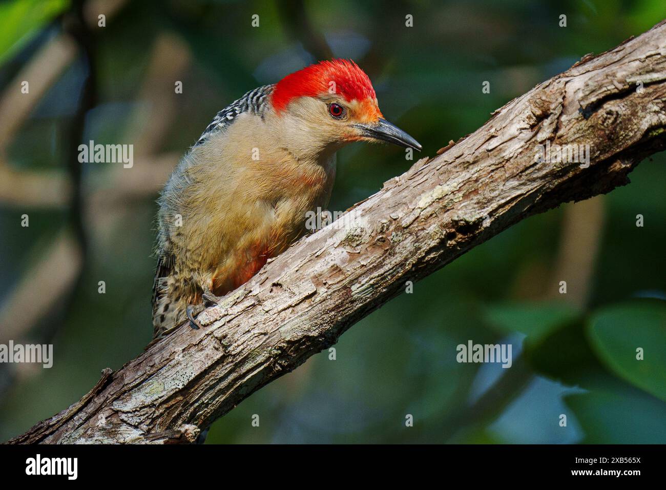 À ventre roux Banque D'Images