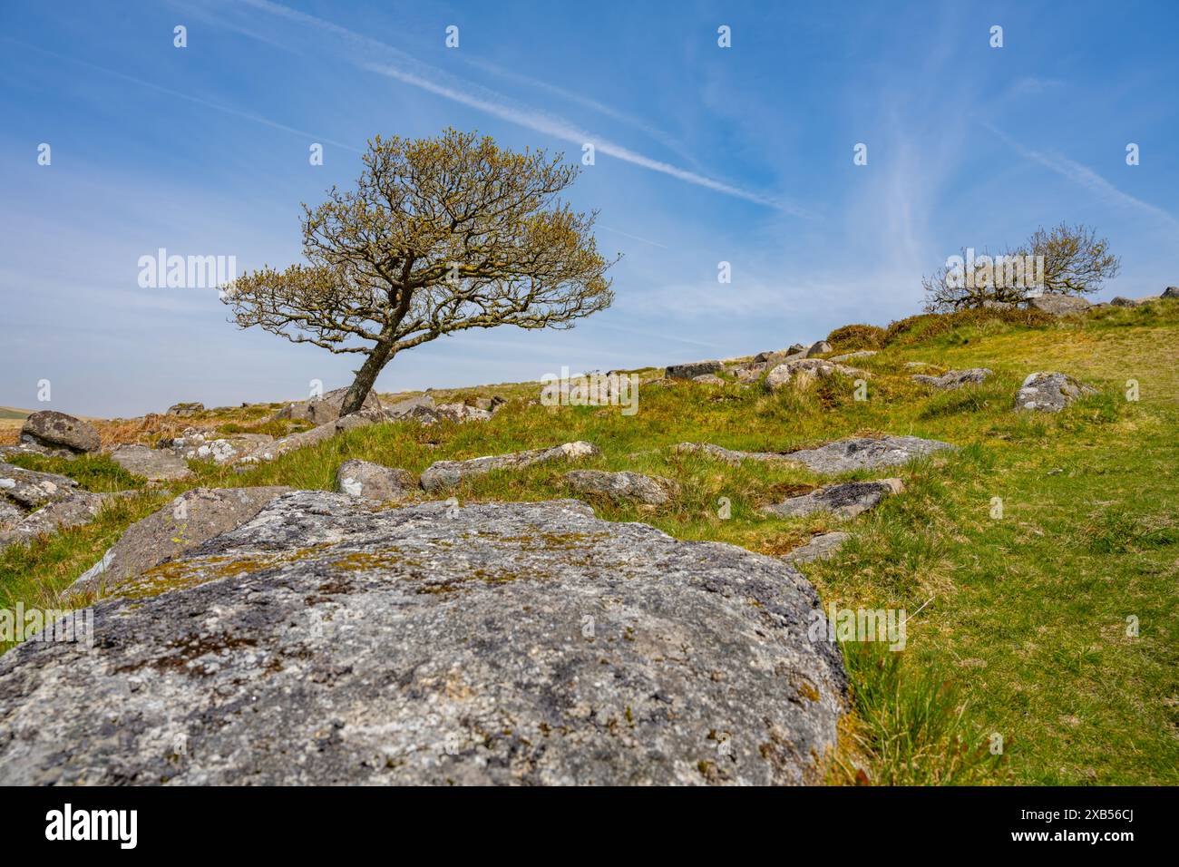 WistmanÕs réserve naturelle nationale du bois, importante pour ses mousses fragiles et ses lichens. Le bois abrite le lichen incroyablement rare en crin de cheval (Bryori Banque D'Images