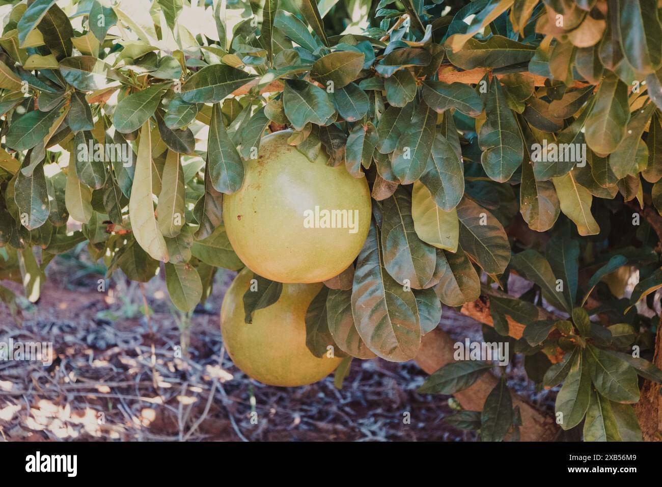 fruit de gourde accroché à l'arbre Banque D'Images