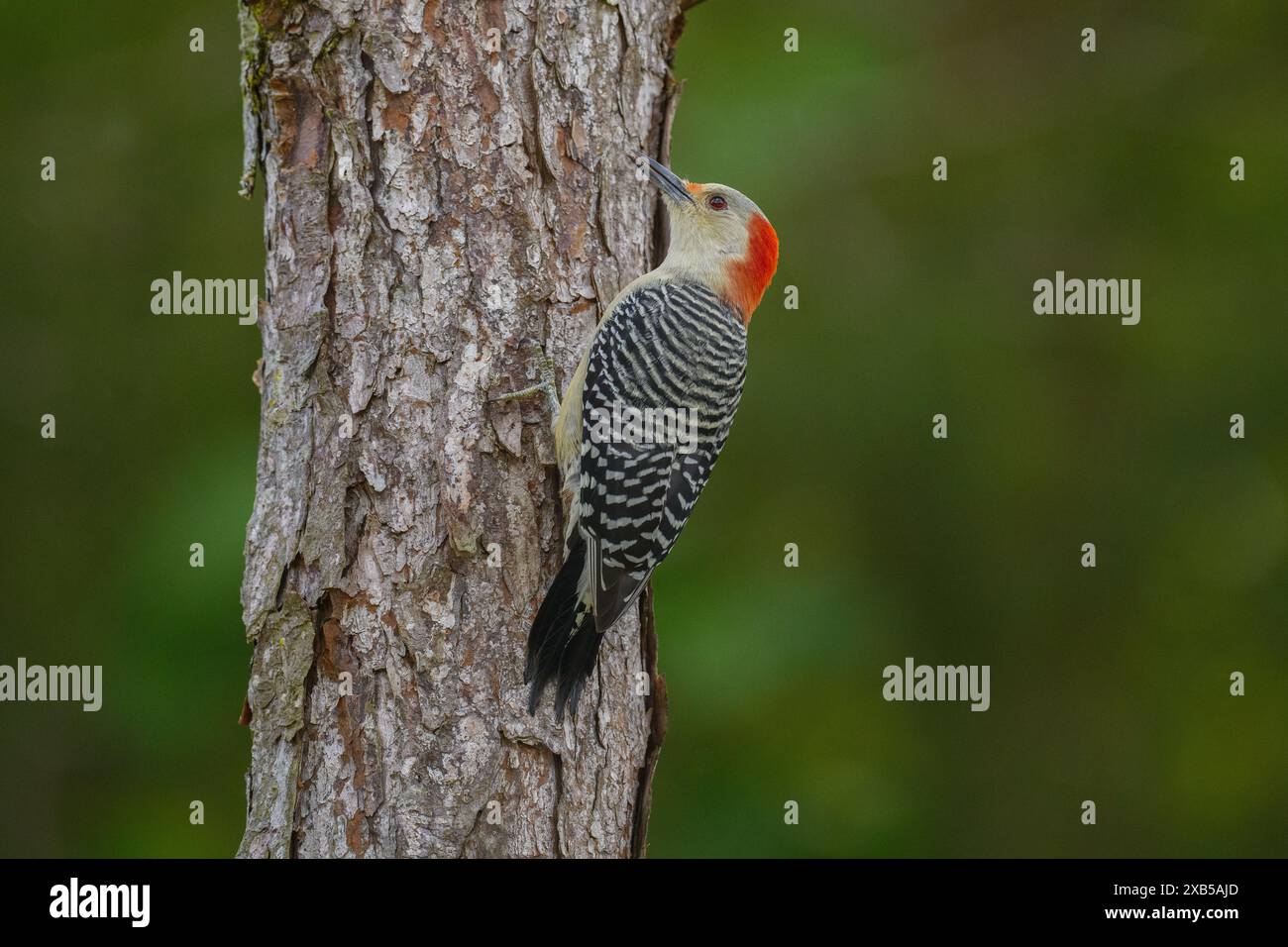 À ventre roux Banque D'Images