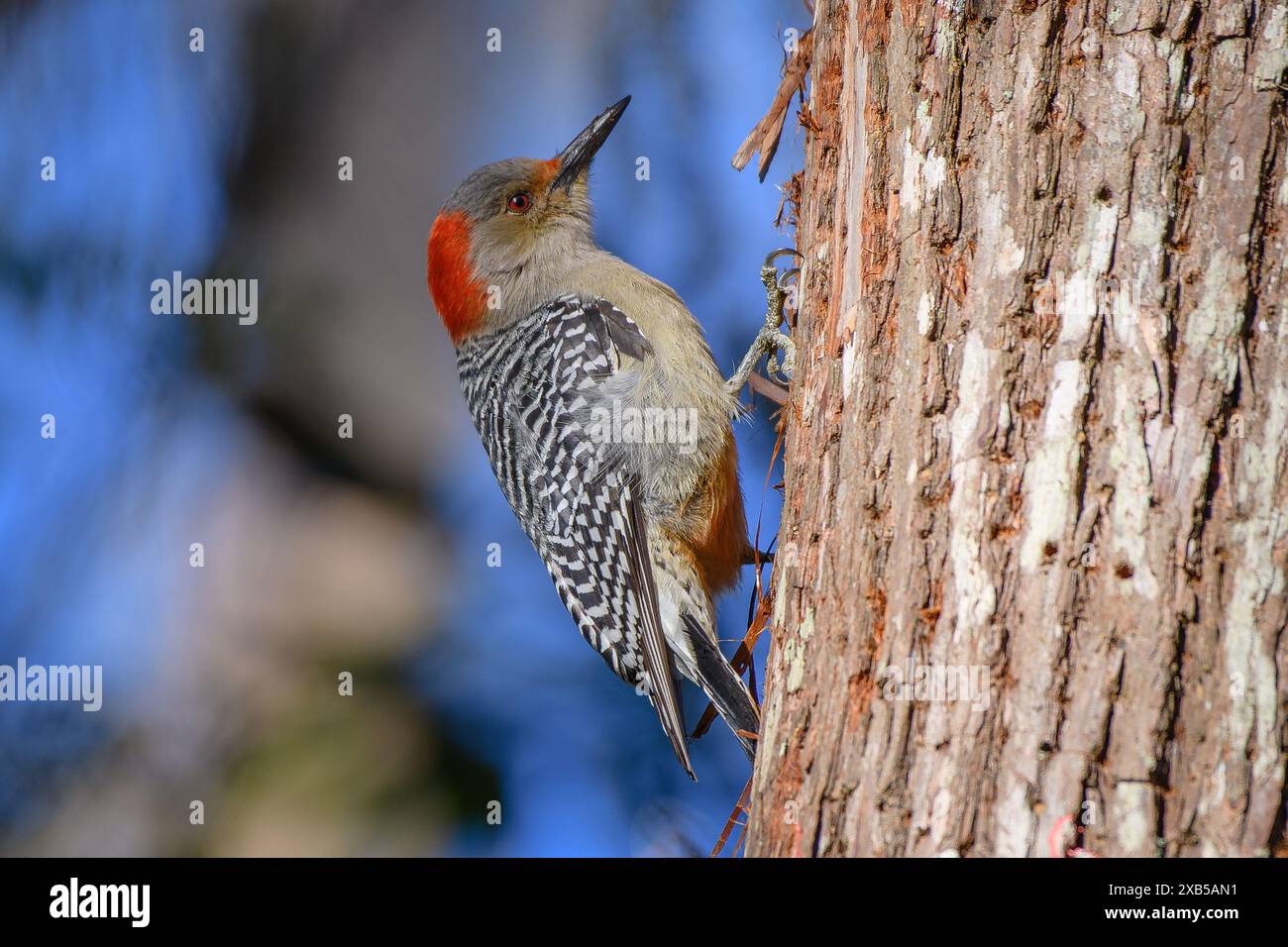 À ventre roux Banque D'Images