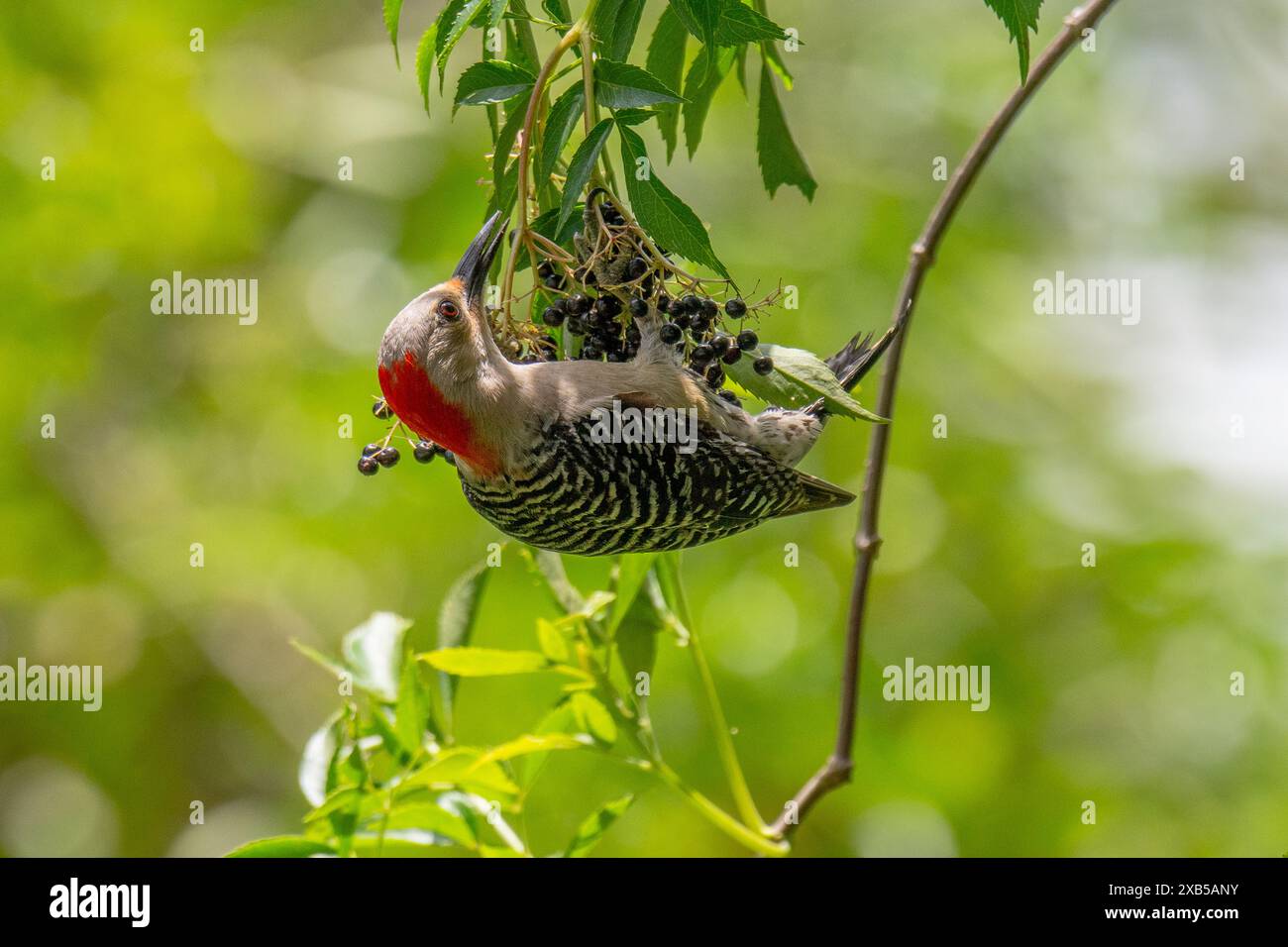 Pic à ventre rouge mangeant des baies de sureau Banque D'Images