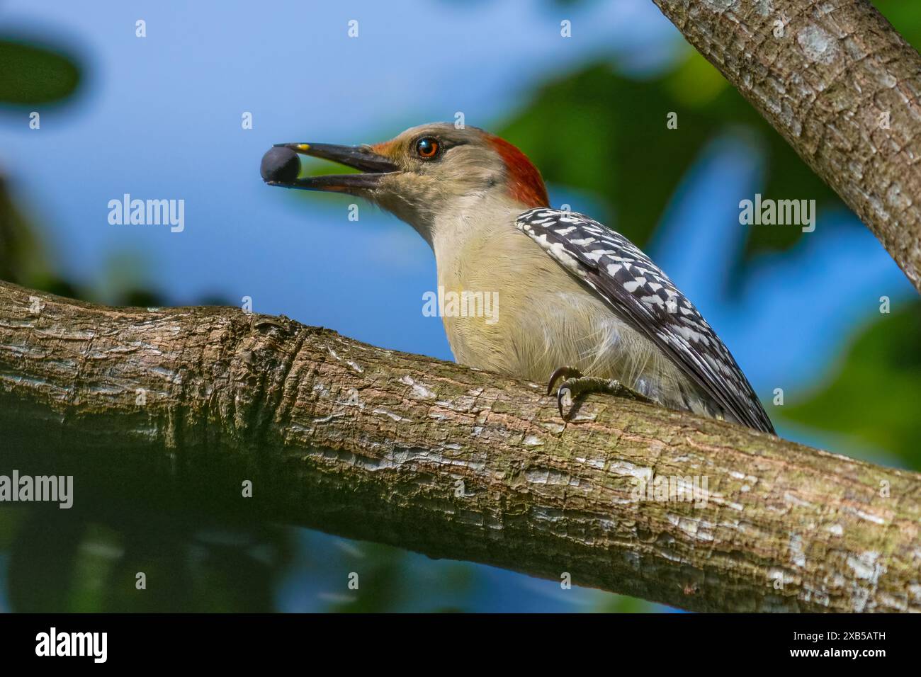 À ventre roux Banque D'Images