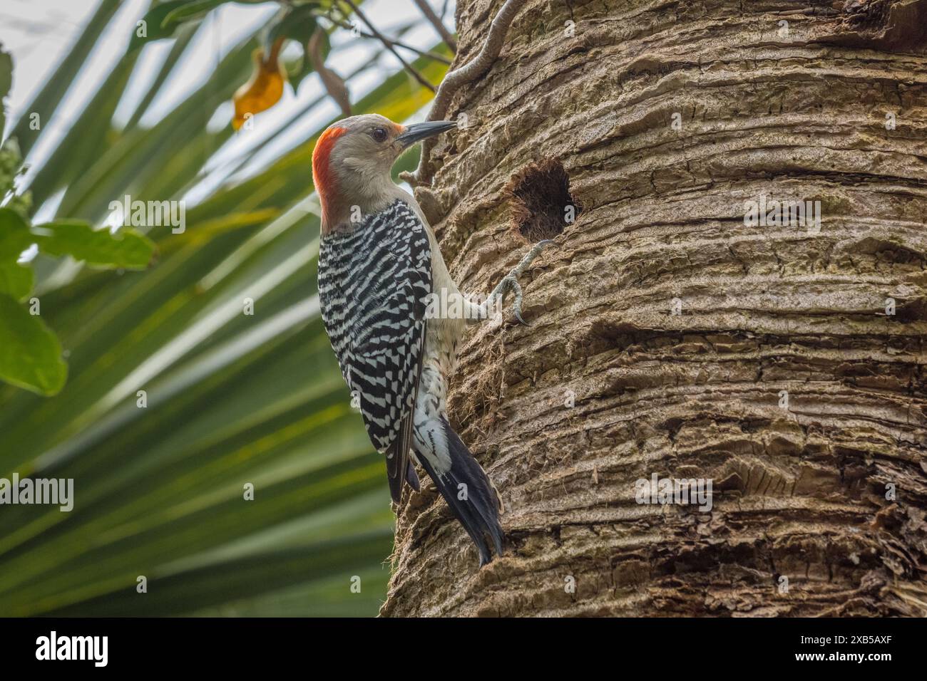 À ventre roux Banque D'Images
