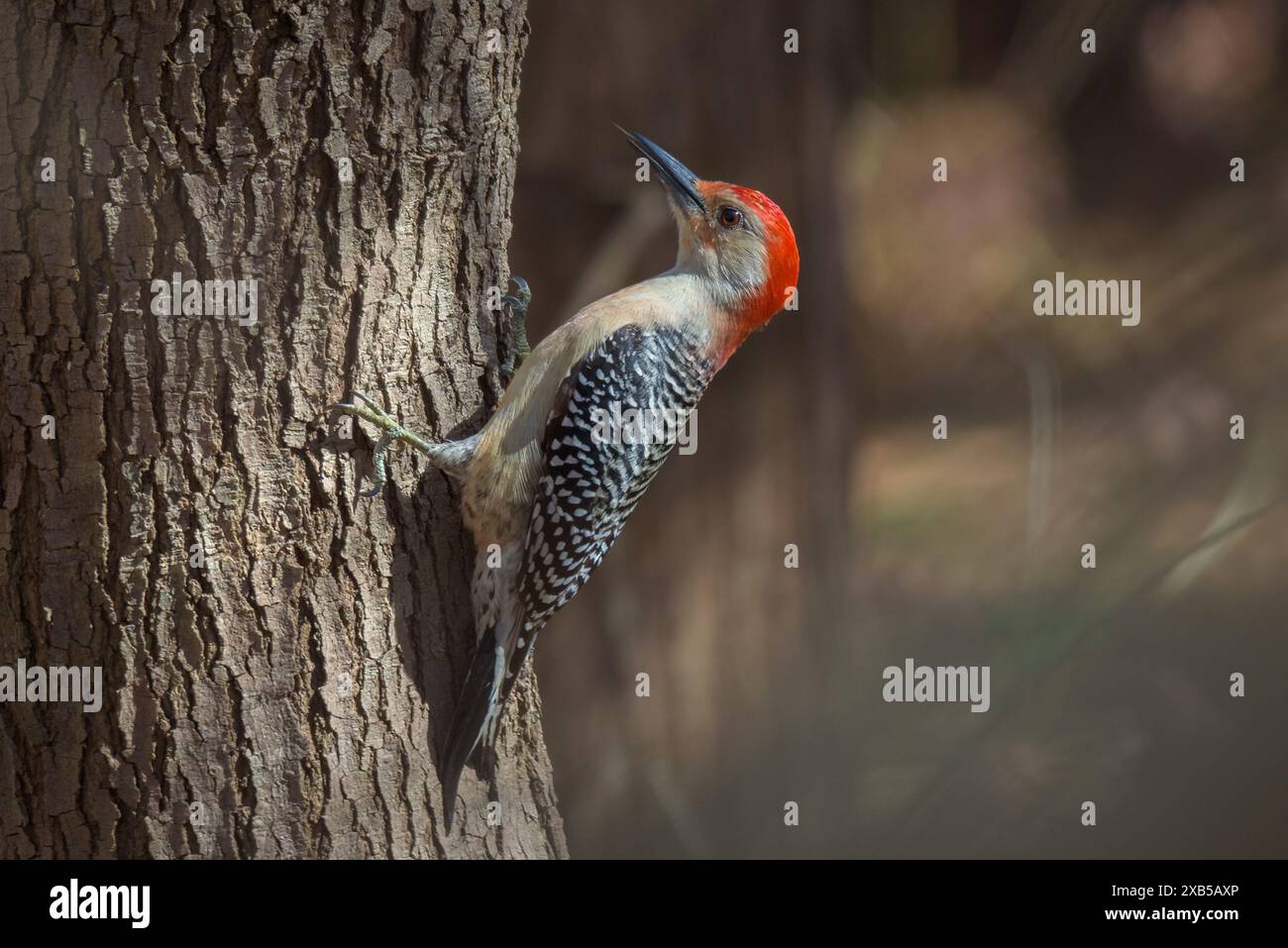 À ventre roux Banque D'Images