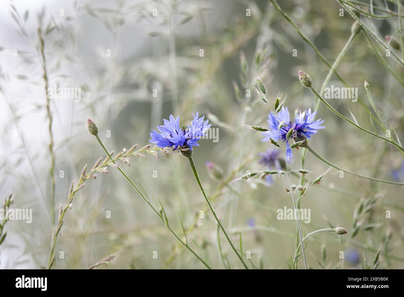 Bleuet à la lumière du matin, Centaurea cyanus Banque D'Images