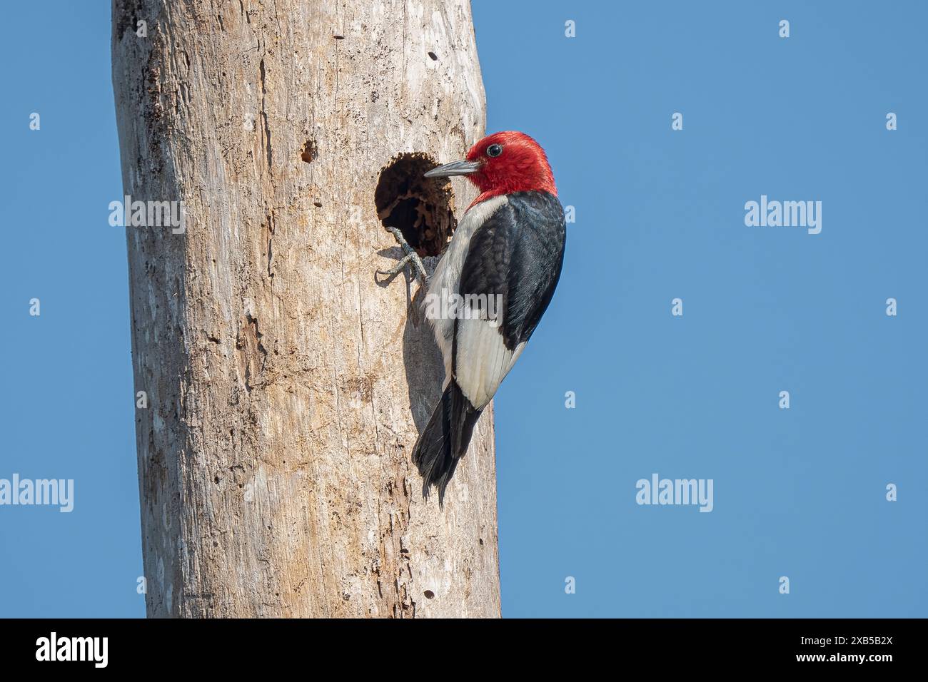 Redheaded Woodpecker Banque D'Images