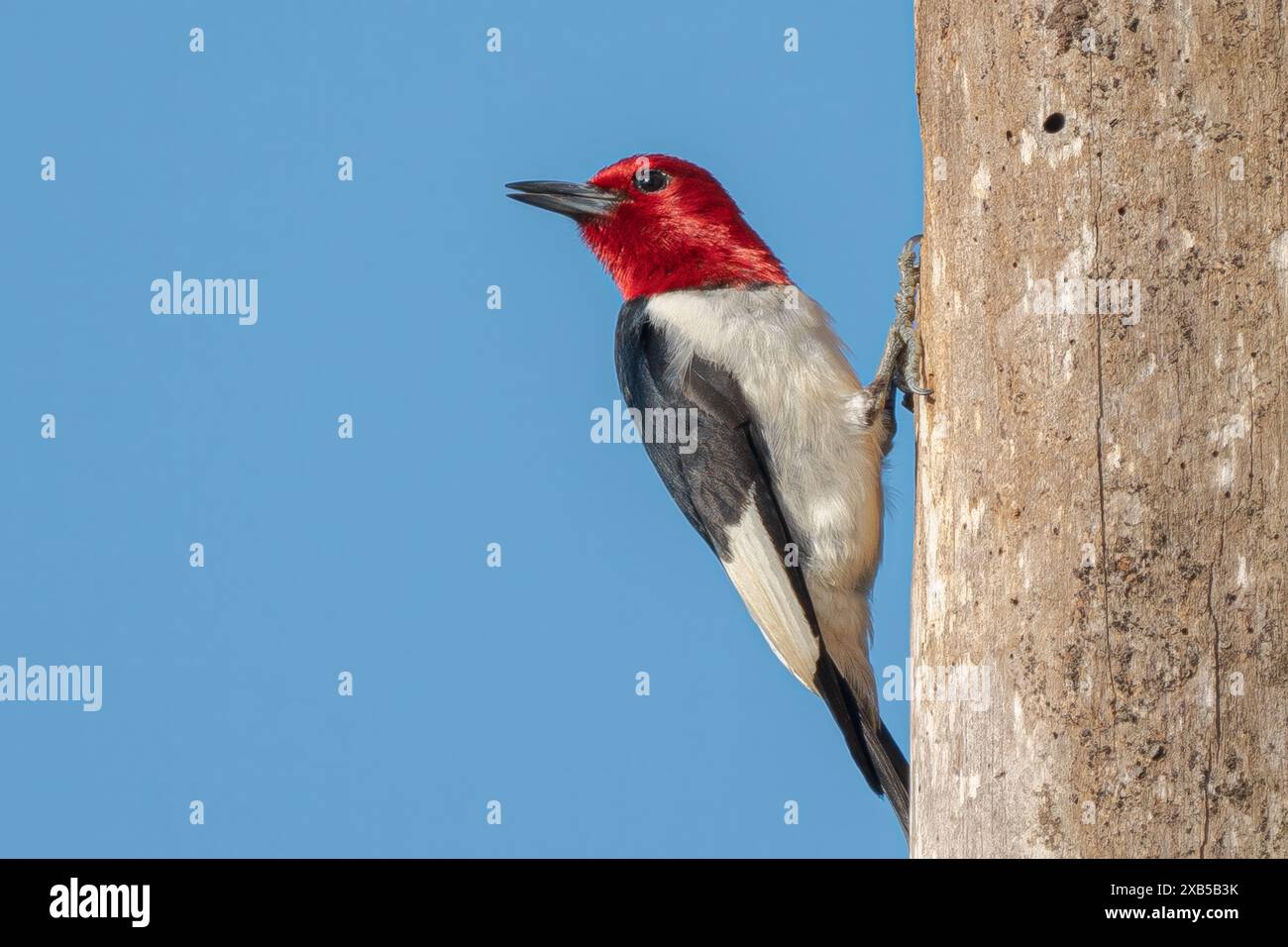 Redheaded Woodpecker Banque D'Images