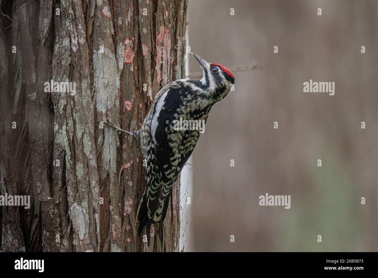 Pic à Downey Banque D'Images