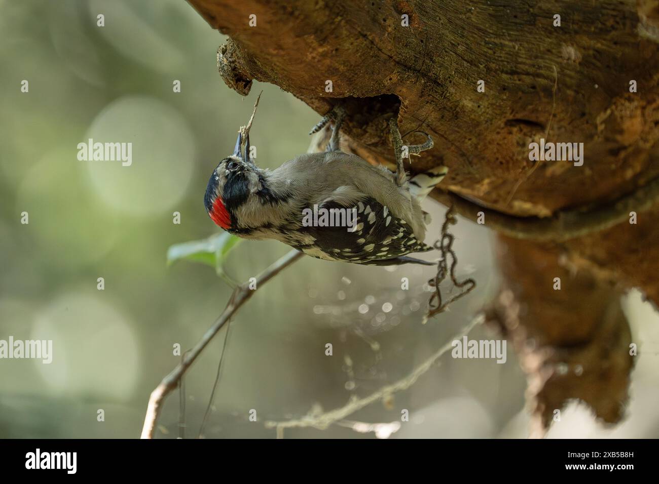 Pic à Downey Banque D'Images