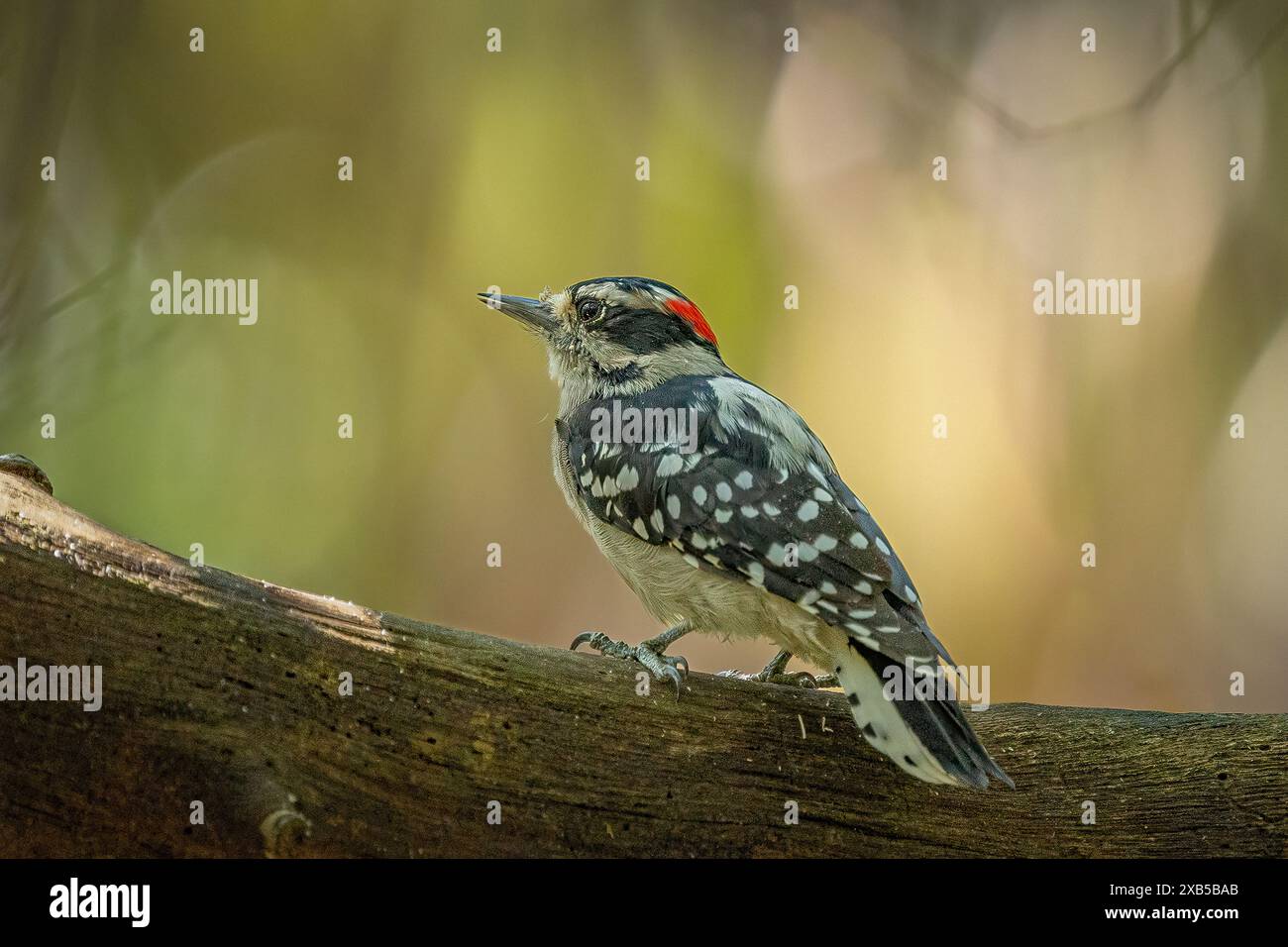Pic à Downey Banque D'Images