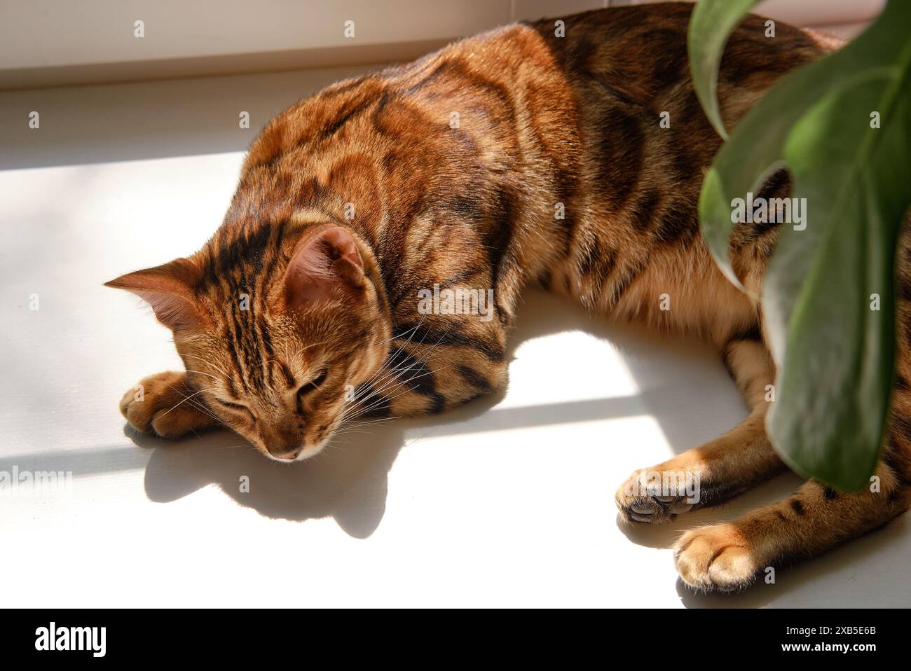 Chat Bengale avec des marques frappantes se détend dans un rayon de soleil sur le sol, près d'une plante verte. Capture un moment de sérénité d'un félin domestique se prélasser à natu Banque D'Images