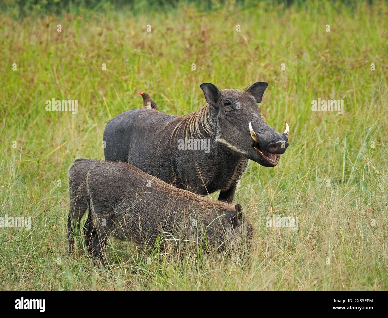 Phacochère commun (Phacochoerus africanus) avec deux jeunes et un Oxpecker à bec rouge (Buphagus erythrorynchus) sur son dos semble rire Banque D'Images