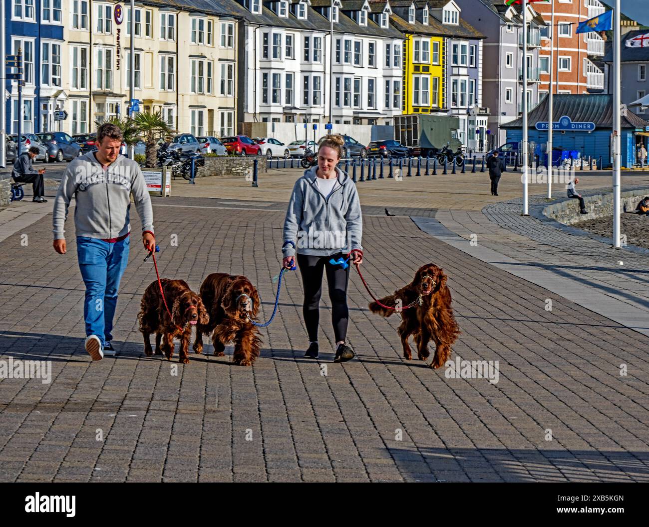 Promener les chiens le long de la promenade de la plage nord d'Aberystwyth Banque D'Images