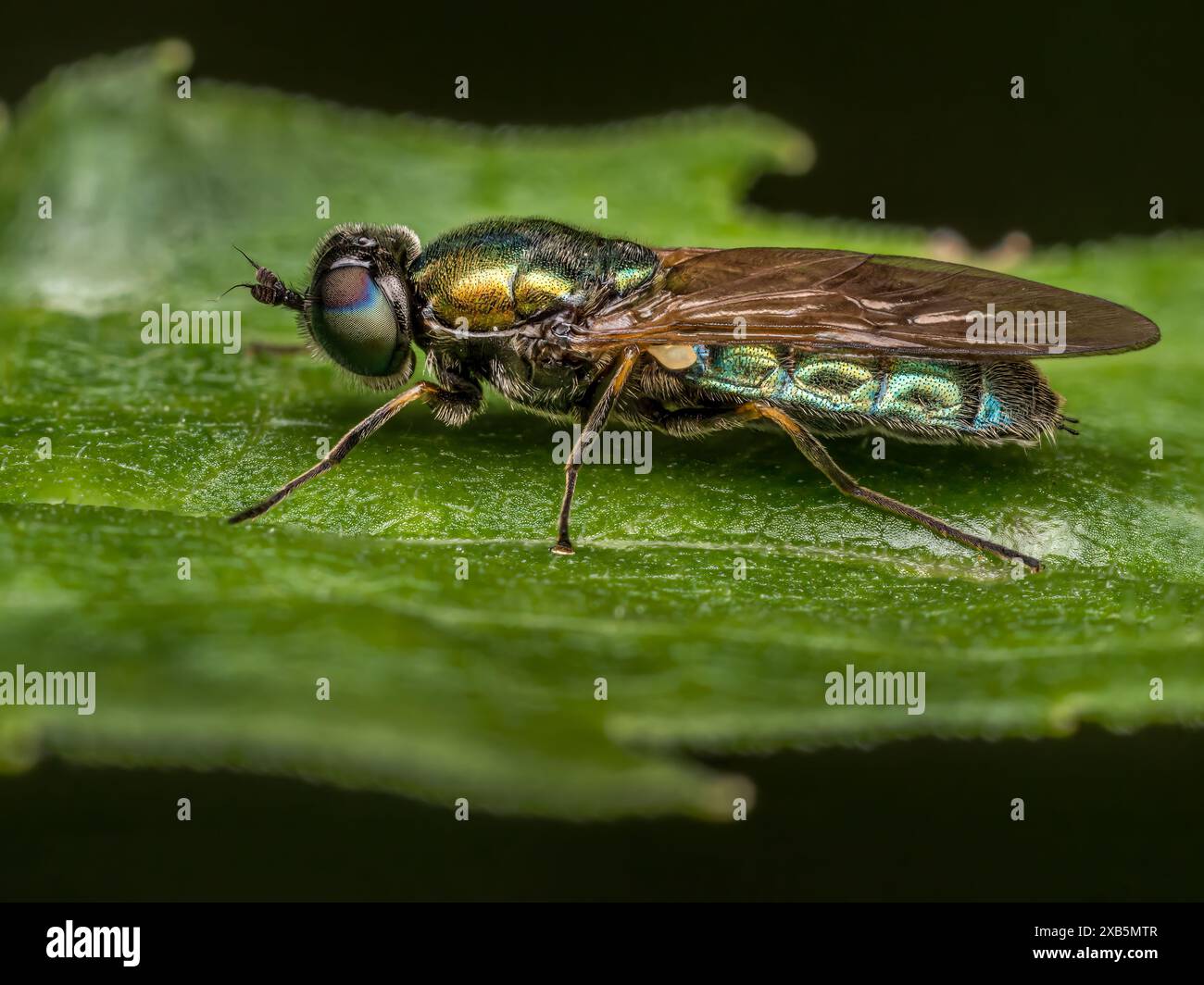 Gros plan de Broad Centurion Fly assis sur une feuille verte Banque D'Images