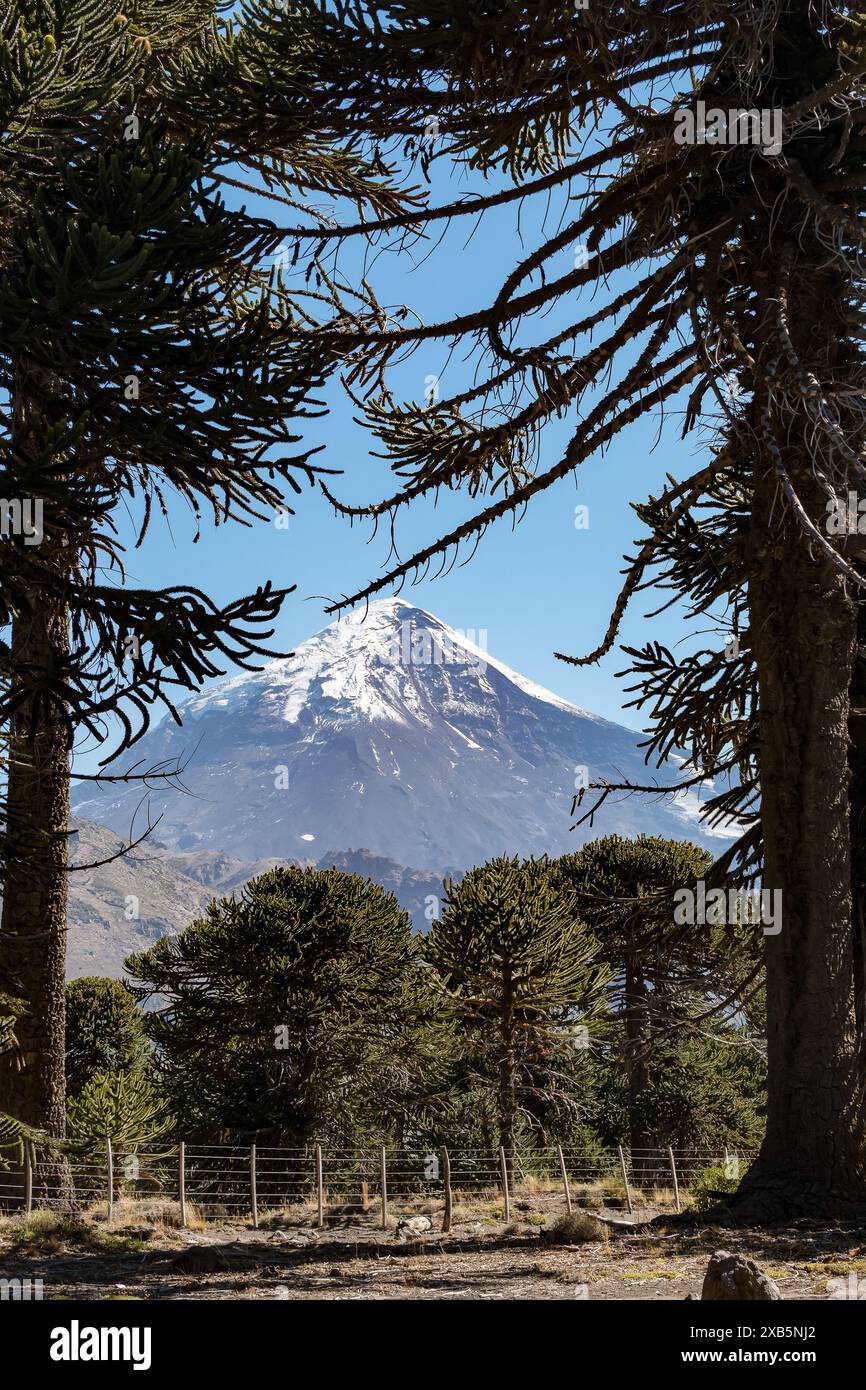 Auracarias, avec le fond, le volcan Lanin. Photo verticale. Banque D'Images