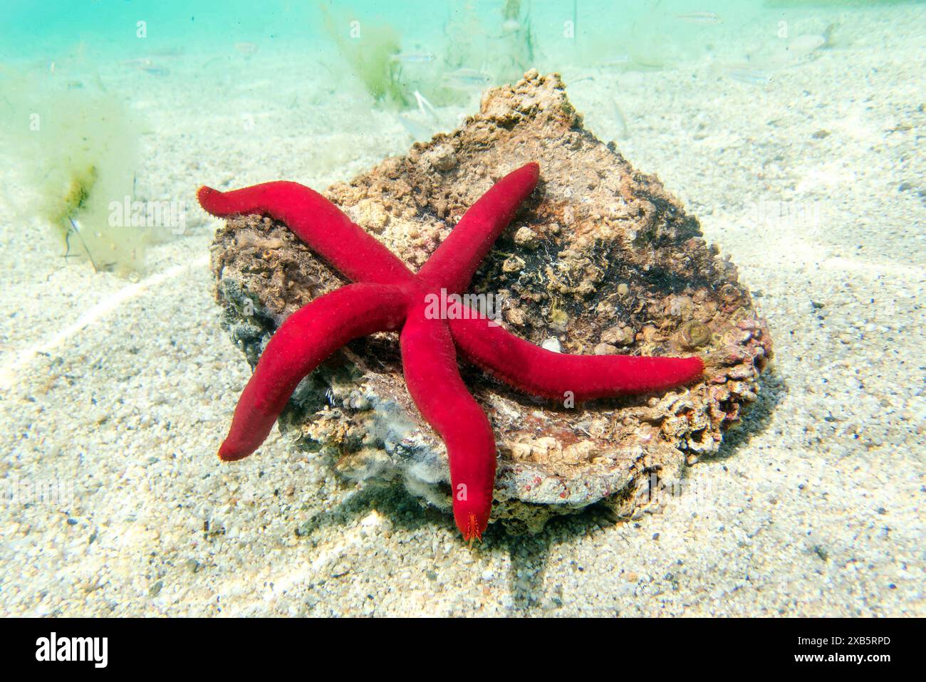 Étoile de mer pourpre méditerranéenne - Ophidiaster ophidianus Banque D'Images