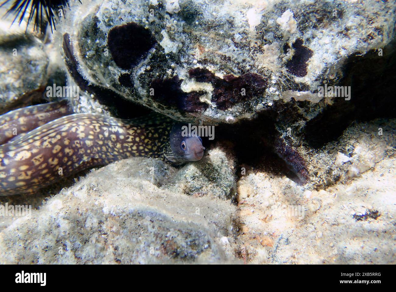 La Moray méditerranéenne, également connue sous le nom d'anguille romaine - (muraena helena) Banque D'Images