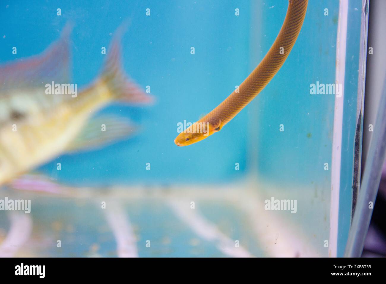 La légusse, le rosace, ou serpent - (Erpetoichthys calabaricus), photographiant dans un aquarium d'eau douce Banque D'Images