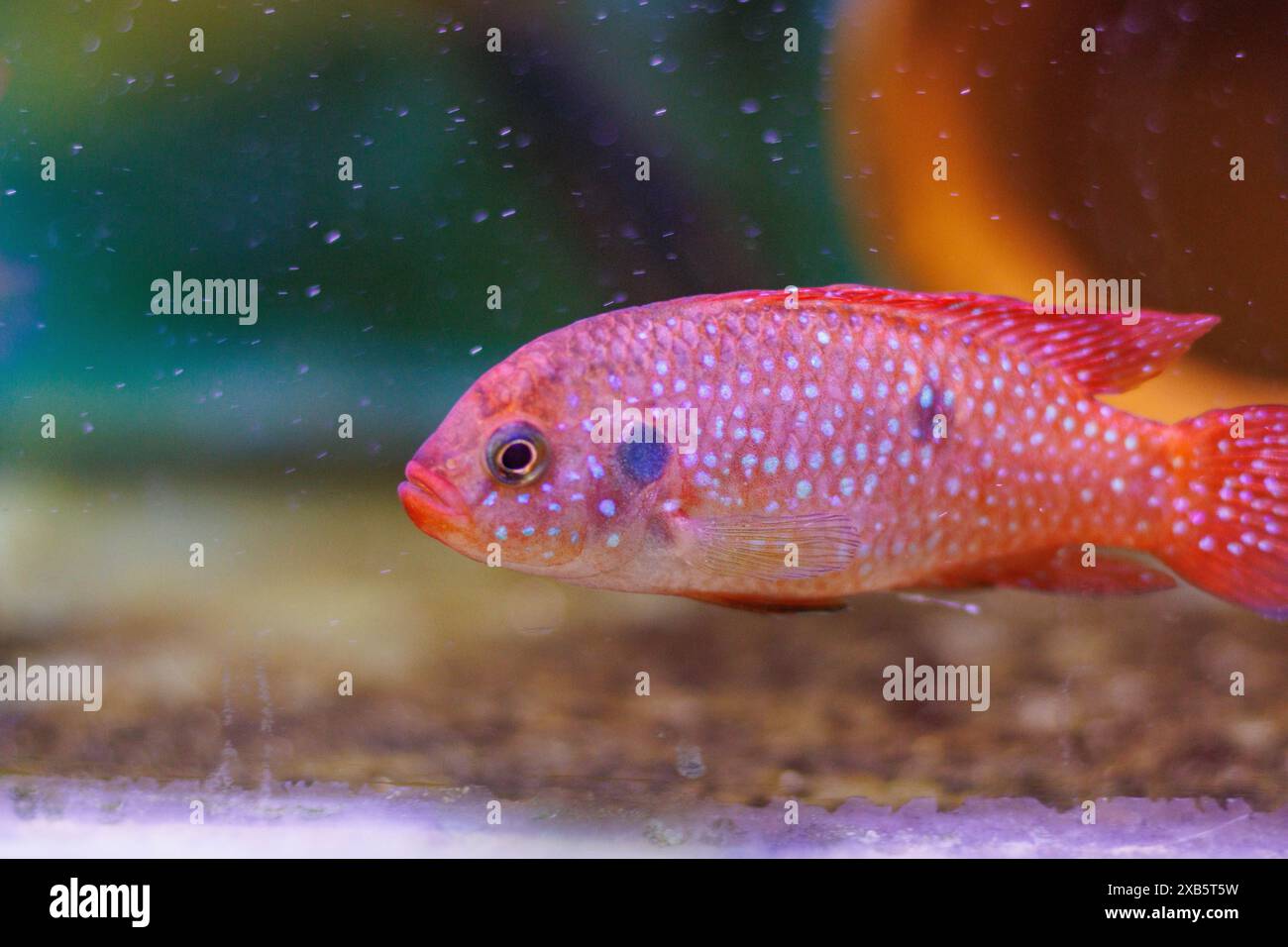 Joyau rouge sang Cichlid - Hemichromis lifalili Banque D'Images