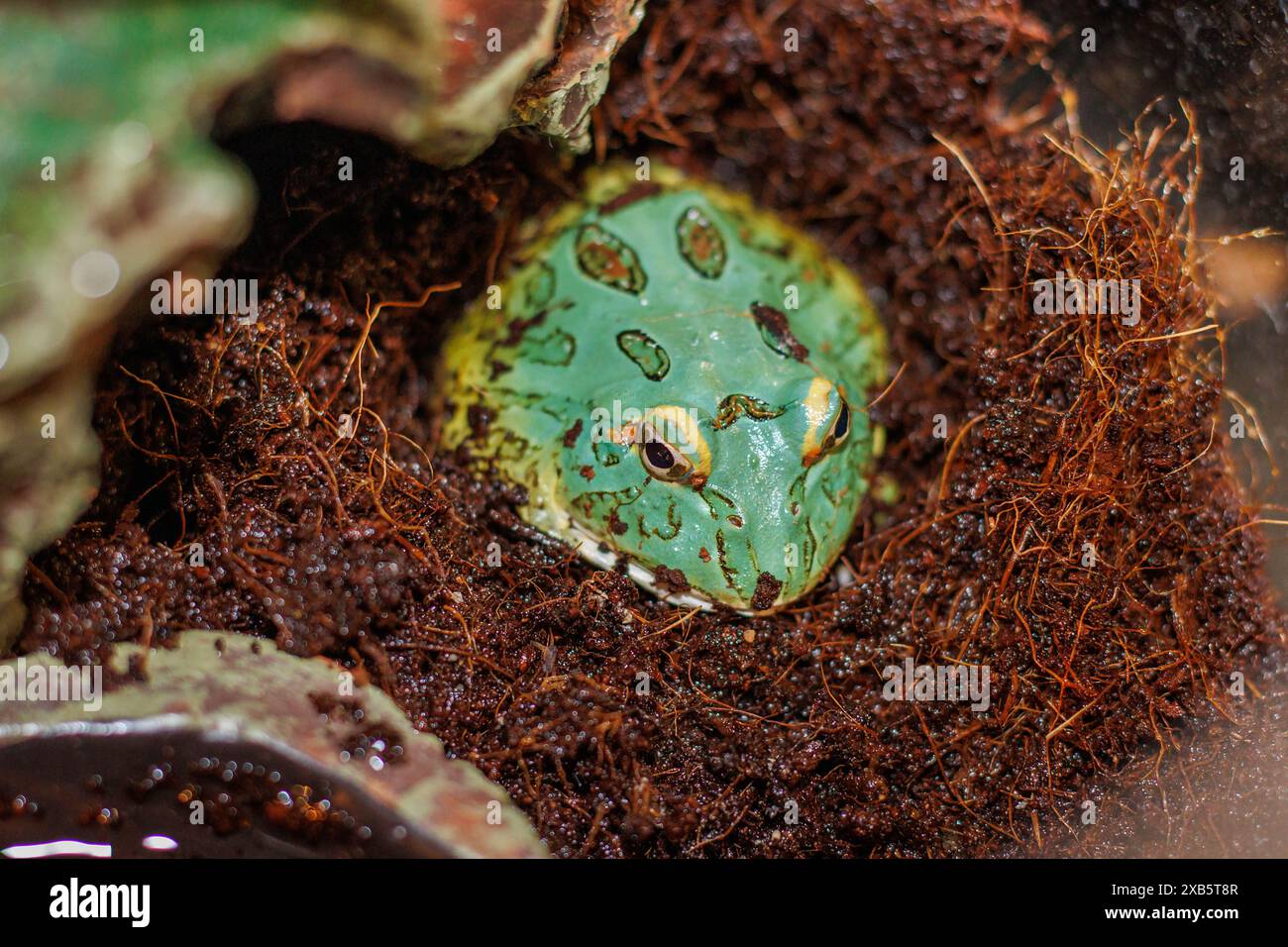 Pacman Frog est une grenouille à cornes sud-américaine, du genre Ceratophrys Banque D'Images