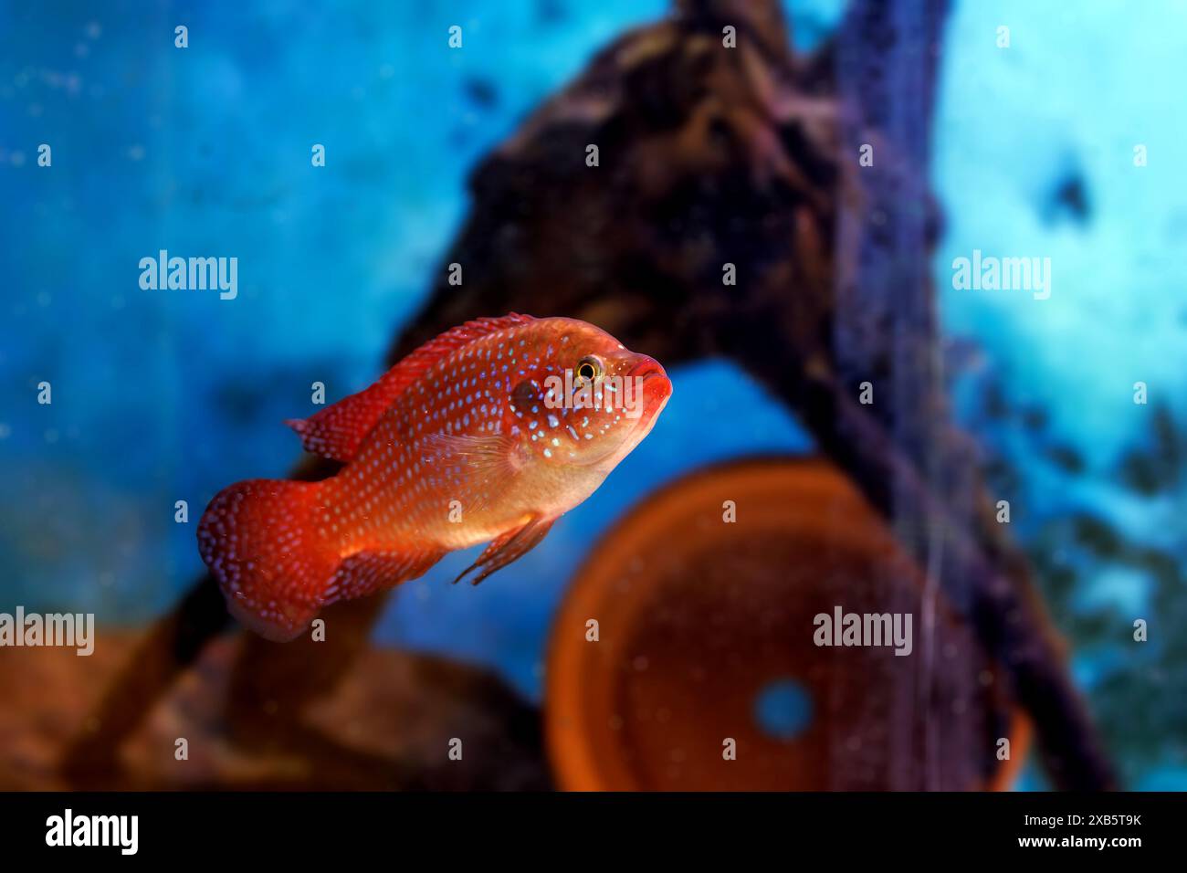 Joyau rouge sang Cichlid - Hemichromis lifalili Banque D'Images