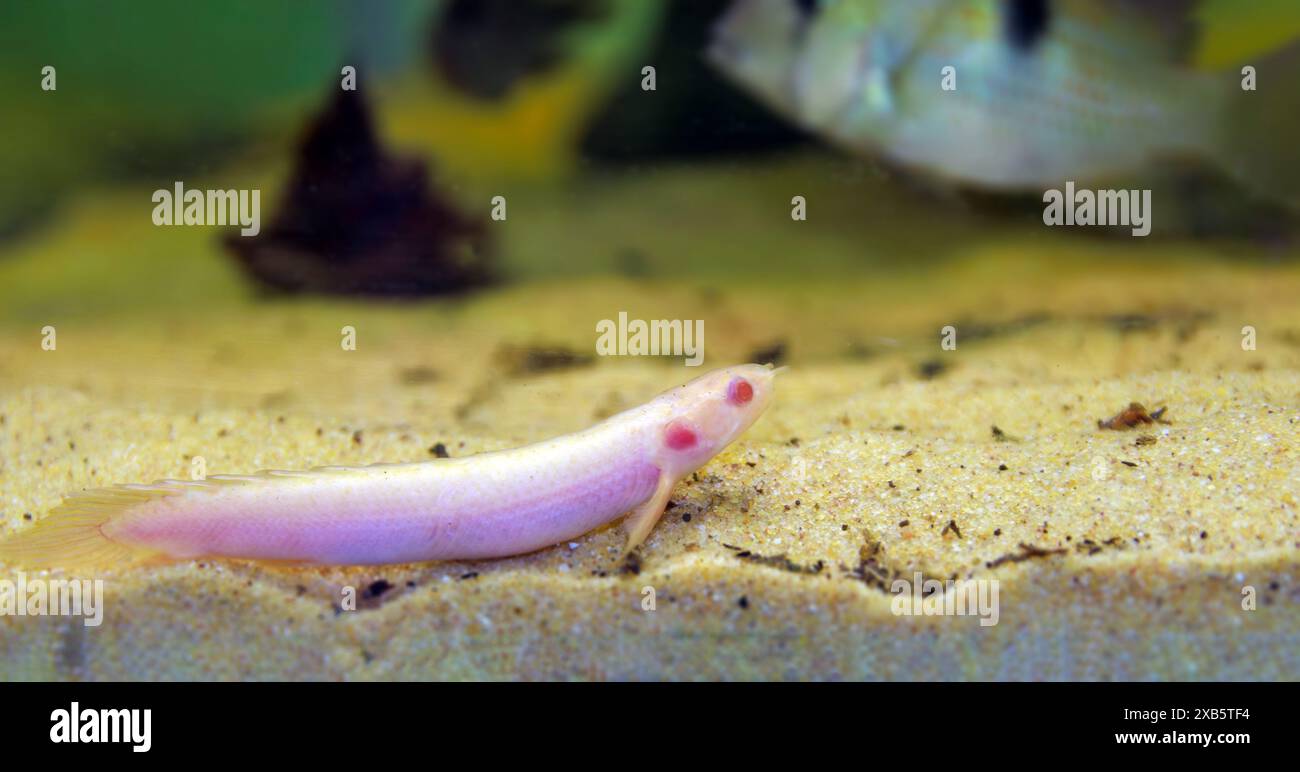 Bichir albinos du Sénégal (Polypterus senegalus), image rare Banque D'Images