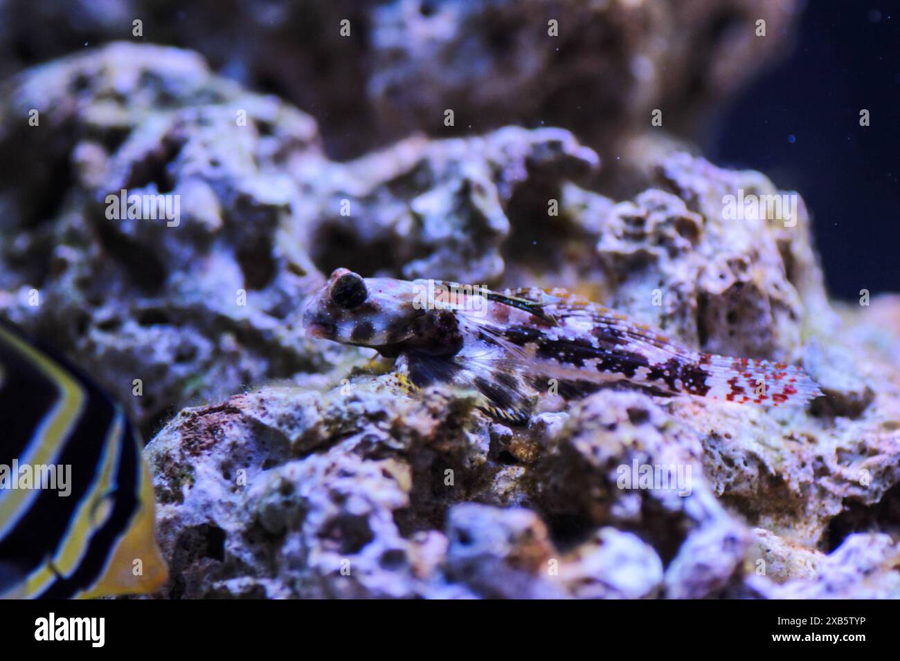Scooter Blenny fish - (Synchiropus ocellatus) Banque D'Images