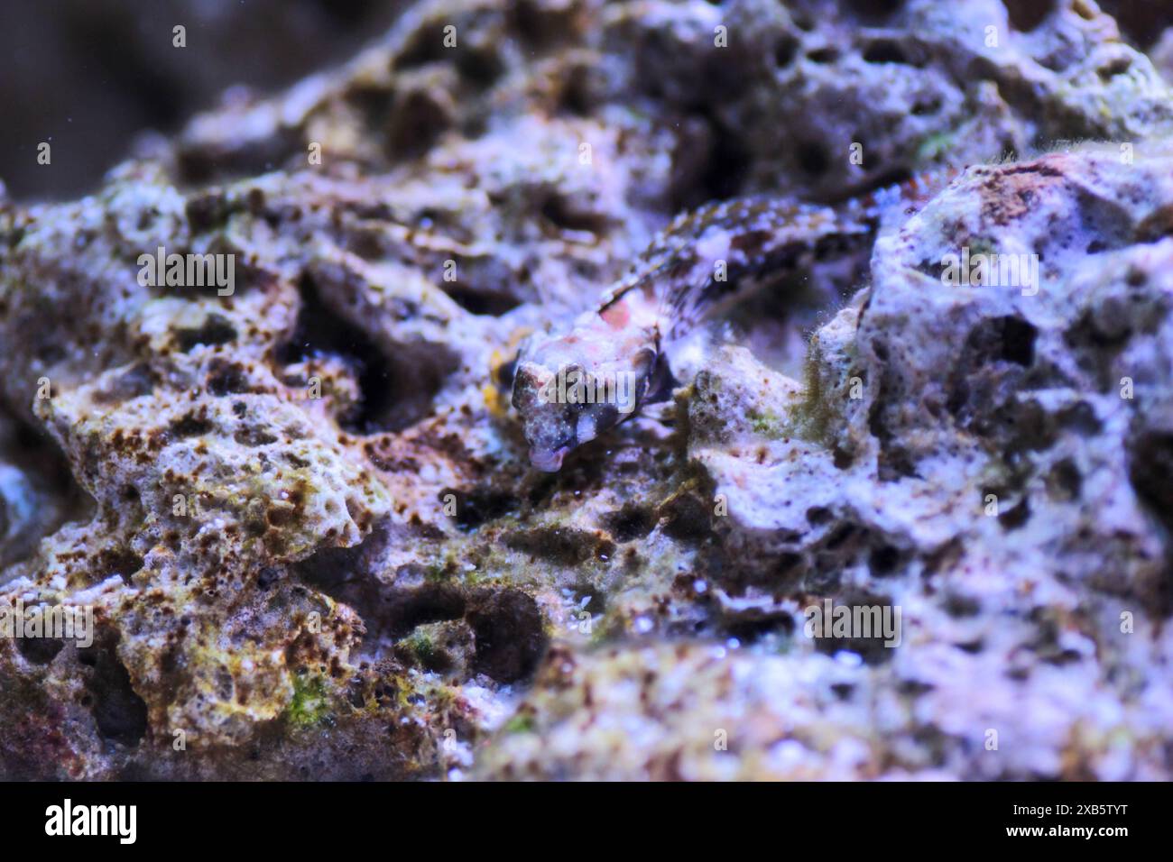 Scooter Blenny fish - (Synchiropus ocellatus) Banque D'Images