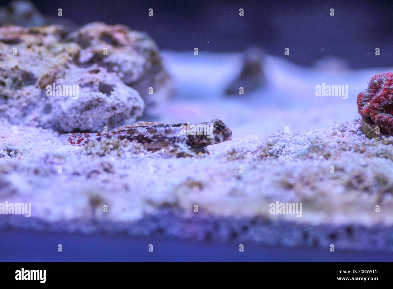 Scooter Blenny fish - (Synchiropus ocellatus) Banque D'Images