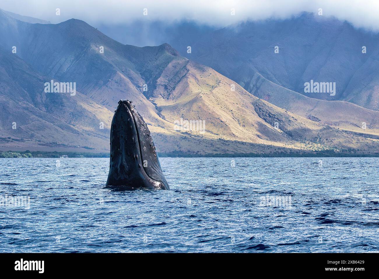 Baleine à bosse espion sautant pour mieux voir. Banque D'Images