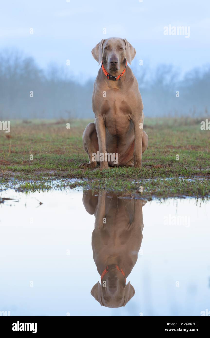 Beau chien de Weimaraner assis au bord d'une flaque d'eau par un matin de printemps brumeux ; avec son reflet sur l'eau Banque D'Images