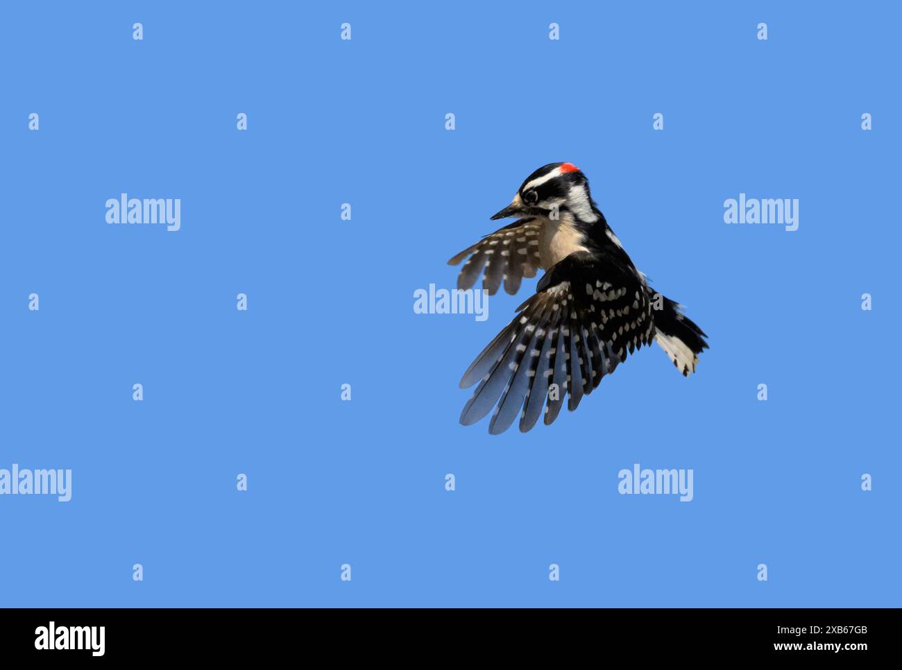 Downy Woodpecker dans les airs, volant de droite à gauche ; avec fond de ciel bleu et espace de copie Banque D'Images