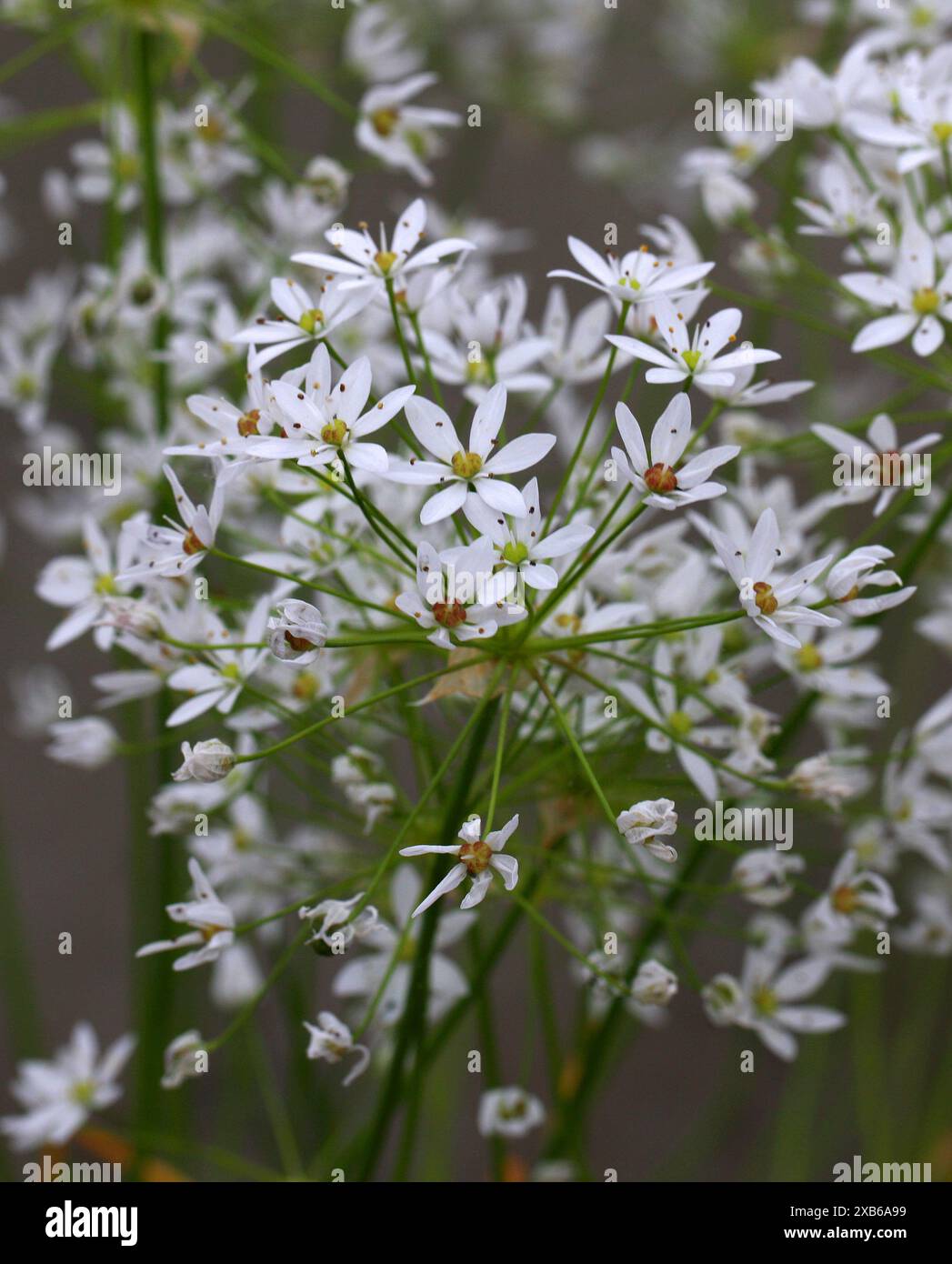 Ail poilu, Allium subhirsutum, Amarillidaceae. Méditerranée. Allium subhirsutum, l'ail poilu, est une herbe vivace. Banque D'Images