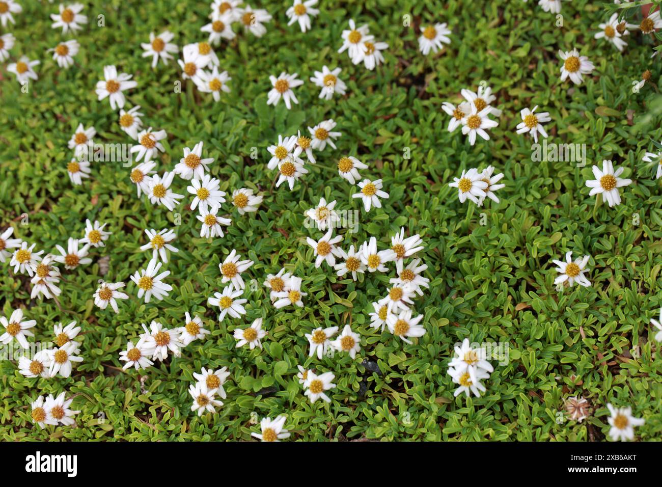 Rock Fleabane ou Winn Falls Fleabane, Erigeron scopulinus, Asteraceae. Sud-Ouest des États-Unis. Erigeron scopulinus est une espèce de fleur nord-américaine. Banque D'Images