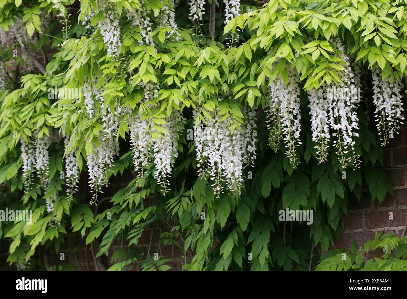 Wisteria blanc, Sinensis alba, Fabaceae. Chine. Banque D'Images