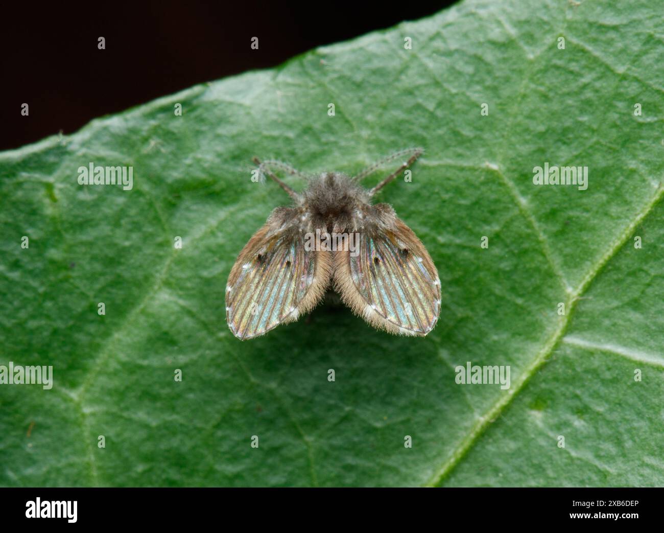 Une mouche brune et fourrure de salle de bains (Clogmia albipunctata) avec des ailes à motifs repose sur une feuille verte Banque D'Images